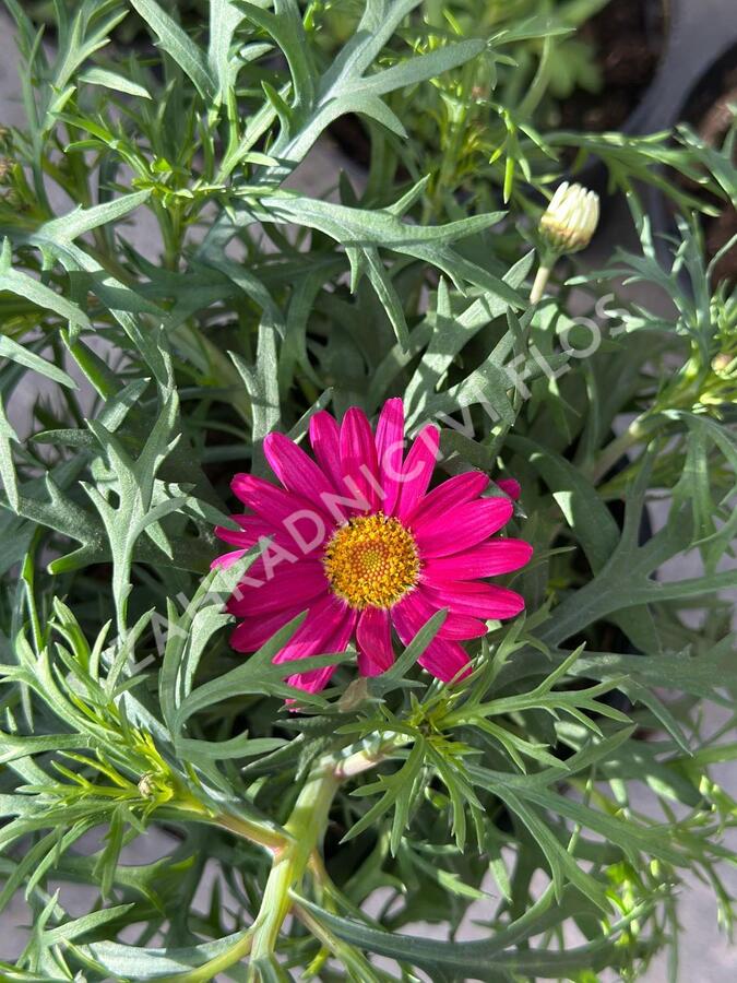 Kopretina pařížská 'Aramis Girly Pink' - Argyranthemum frutescens 'Aramis Girly Pink'