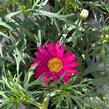 Kopretina pařížská 'Aramis Girly Pink' - Argyranthemum frutescens 'Aramis Girly Pink'