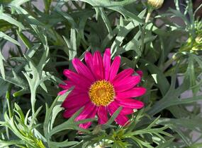 Kopretina pařížská 'Aramis Girly Pink' - Argyranthemum frutescens 'Aramis Girly Pink'