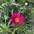 Argyranthemum frutescens 'Aramis Girly Pink'.jpg