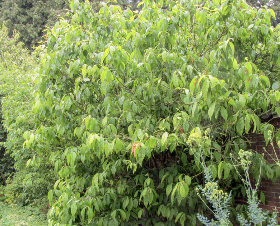 Zimokvět časný - Chimonanthus praecox