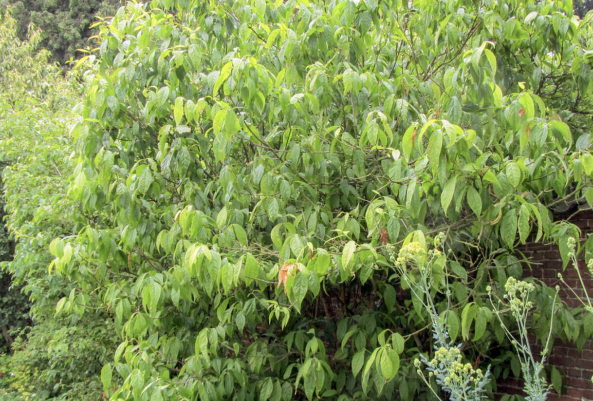 Zimokvět časný - Chimonanthus praecox