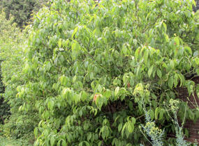 Zimokvět časný - Chimonanthus praecox