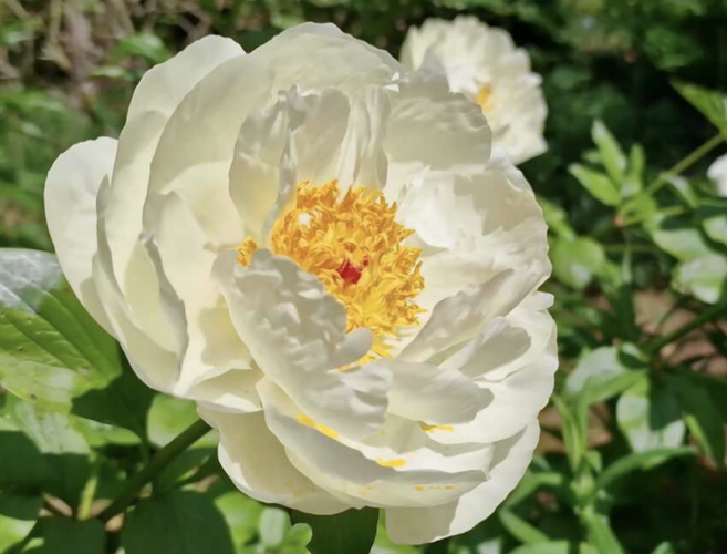 Pivoňka bělokvětá 'Early Sensation' - Paeonia lactiflora 'Early Sensation'