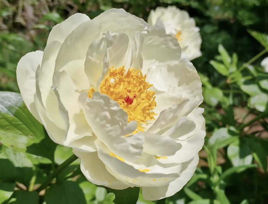 Pivoňka bělokvětá 'Early Sensation' - Paeonia lactiflora 'Early Sensation'