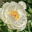 Pivoňka bělokvětá 'Early Sensation' - Paeonia lactiflora 'Early Sensation'