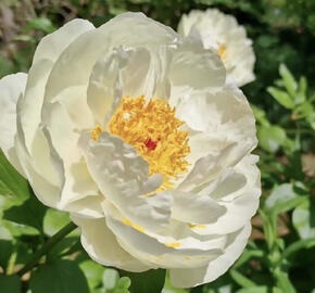 Pivoňka bělokvětá 'Early Sensation'