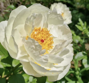 Pivoňka bělokvětá 'Early Sensation' - Paeonia lactiflora 'Early Sensation'