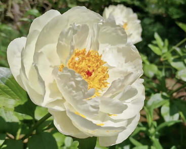 Pivoňka bělokvětá 'Early Sensation'