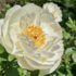 Paeonia lactiflora 'Early Sensation'.png