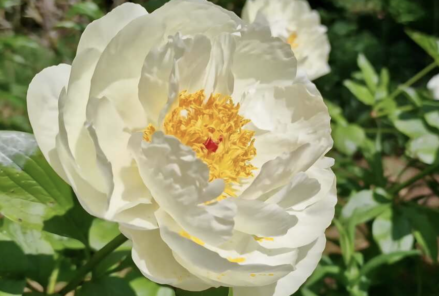 Pivoňka bělokvětá 'Early Sensation' - Paeonia lactiflora 'Early Sensation'