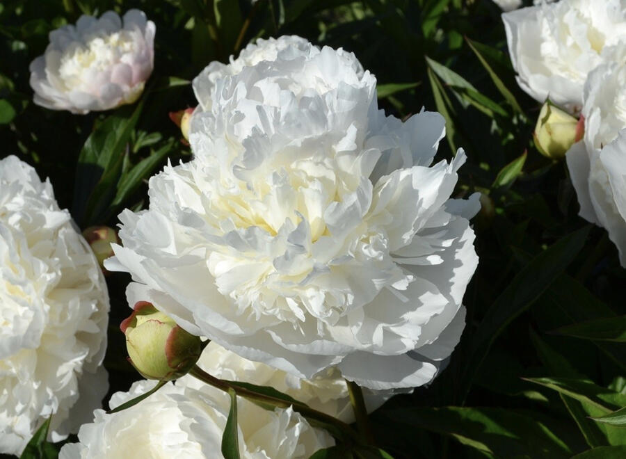 Pivoňka bělokvětá 'Florence Nicholls' - Paeonia lactiflora 'Florence Nicholls'