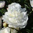Pivoňka bělokvětá 'Florence Nicholls' - Paeonia lactiflora 'Florence Nicholls'
