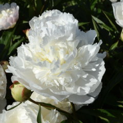 Pivoňka bělokvětá 'Florence Nicholls' - Paeonia lactiflora 'Florence Nicholls'