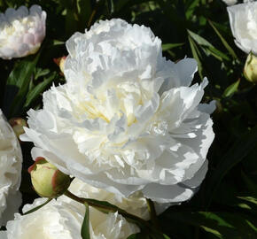 Pivoňka bělokvětá 'Florence Nicholls'