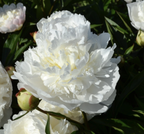 Pivoňka bělokvětá 'Florence Nicholls' - Paeonia lactiflora 'Florence Nicholls'