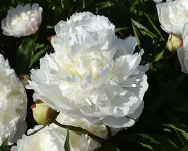 Pivoňka bělokvětá 'Florence Nicholls'