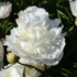 Paeonia lactiflora 'Florence Nicholls'.png