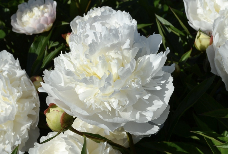 Pivoňka bělokvětá 'Florence Nicholls' - Paeonia lactiflora 'Florence Nicholls'