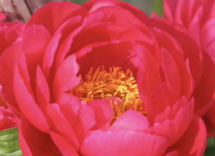 Pivoňka bělokvětá 'Ellen Cowley' - Paeonia lactiflora 'Ellen Cowley'