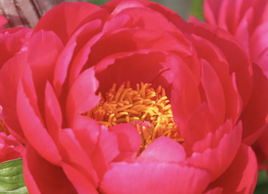 Pivoňka bělokvětá 'Ellen Cowley' - Paeonia lactiflora 'Ellen Cowley'