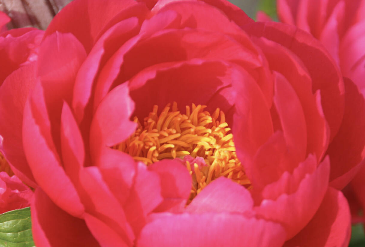 Pivoňka bělokvětá 'Ellen Cowley' - Paeonia lactiflora 'Ellen Cowley'