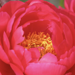 Pivoňka bělokvětá 'Ellen Cowley' - Paeonia lactiflora 'Ellen Cowley'