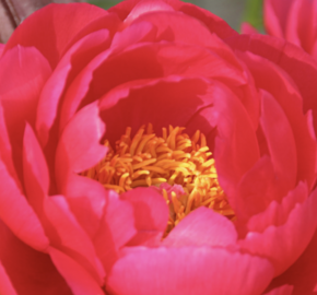 Pivoňka bělokvětá 'Ellen Cowley' - Paeonia lactiflora 'Ellen Cowley'