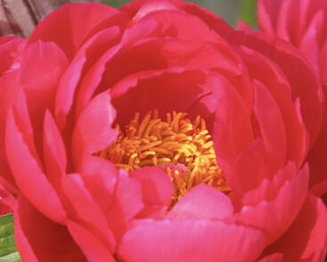 Pivoňka bělokvětá 'Ellen Cowley'