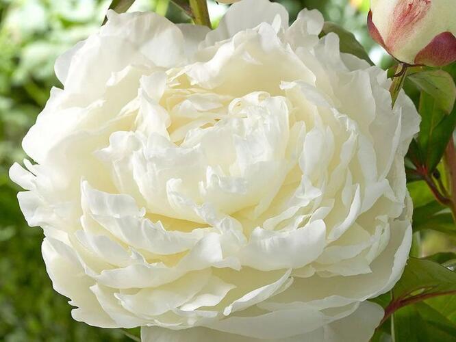 Pivoňka bělokvětá 'Elsa Sass' - Paeonia lactiflora 'Elsa Sass'