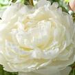 Pivoňka bělokvětá 'Elsa Sass' - Paeonia lactiflora 'Elsa Sass'