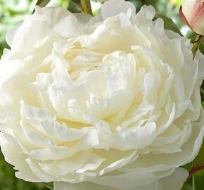 Pivoňka bělokvětá 'Elsa Sass' - Paeonia lactiflora 'Elsa Sass'