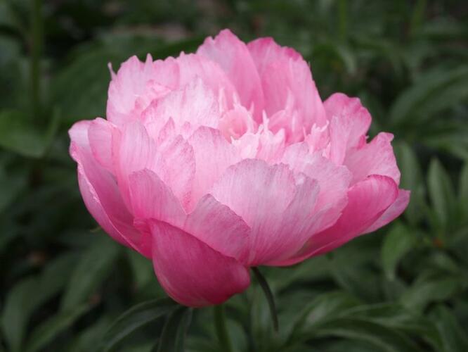 Pivoňka bělokvětá 'Joker' - Paeonia lactiflora 'Joker'