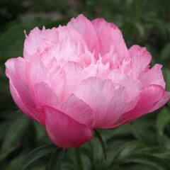 Pivoňka bělokvětá 'Joker' - Paeonia lactiflora 'Joker'