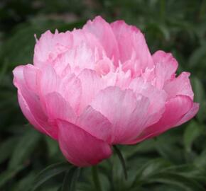 Pivoňka bělokvětá 'Joker' - Paeonia lactiflora 'Joker'