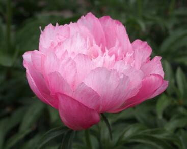 Pivoňka bělokvětá 'Joker'