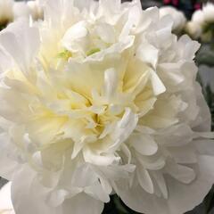 Pivoňka bělokvětá 'Madame Claude Tain' - Paeonia lactiflora 'Madame Claude Tain'