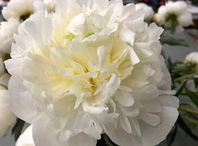 Pivoňka bělokvětá 'Madame Claude Tain' - Paeonia lactiflora 'Madame Claude Tain'