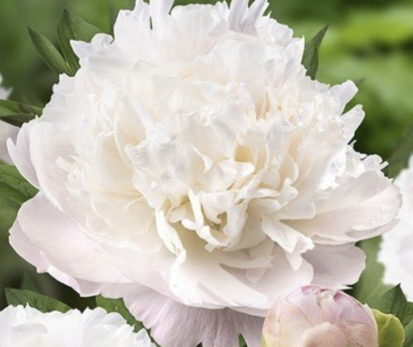 Pivoňka bělokvětá 'Moon over Barrington' - Paeonia lactiflora 'Moon over Barrington'