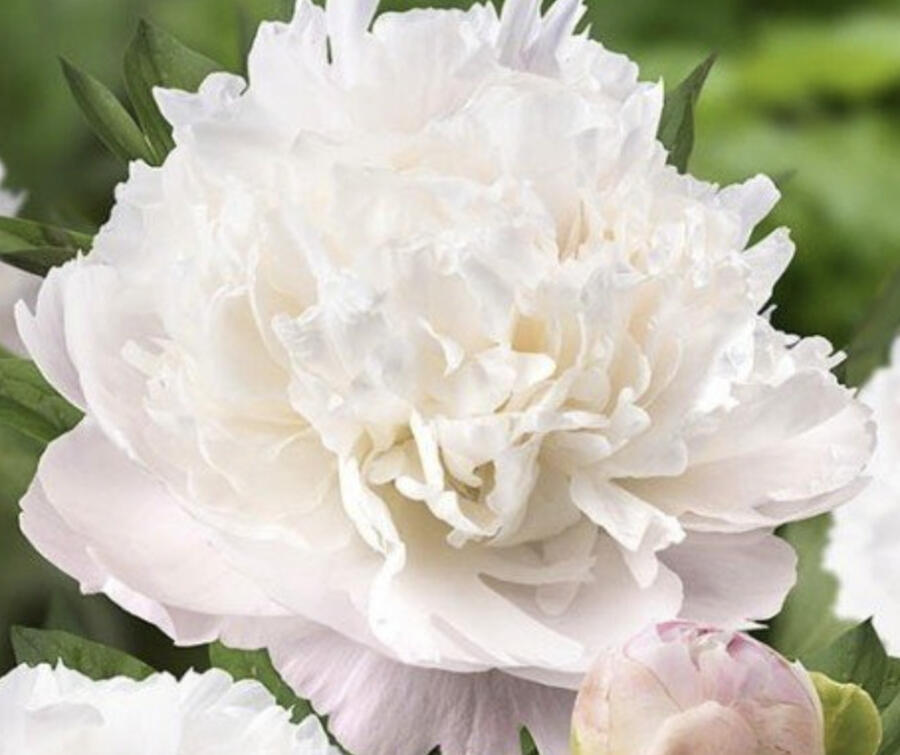 Pivoňka bělokvětá 'Moon over Barrington' - Paeonia lactiflora 'Moon over Barrington'