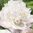 Pivoňka bělokvětá 'Moon over Barrington' - Paeonia lactiflora 'Moon over Barrington'