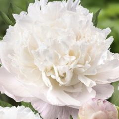 Pivoňka bělokvětá 'Moon over Barrington' - Paeonia lactiflora 'Moon over Barrington'