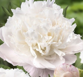 Pivoňka bělokvětá 'Moon over Barrington' - Paeonia lactiflora 'Moon over Barrington'
