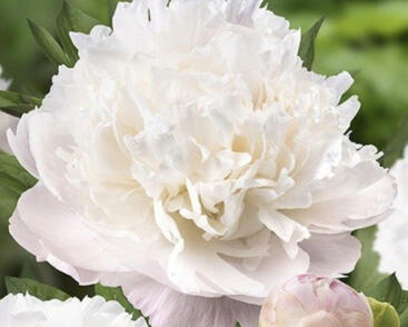 Pivoňka bělokvětá 'Moon over Barrington'