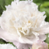 Paeonia lactiflora 'Moon over Barrington'.png