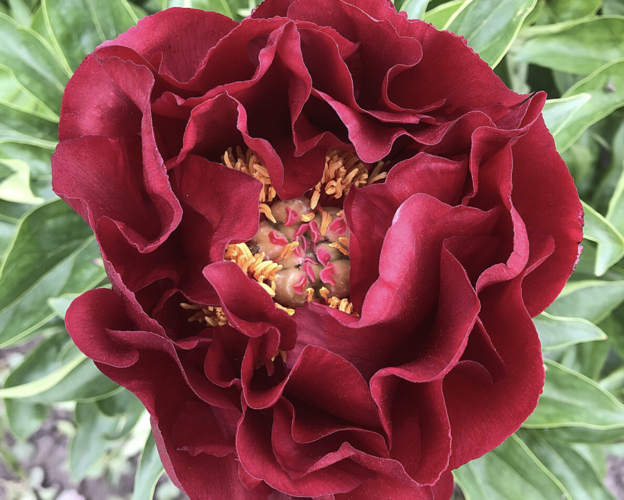 Pivoňka bělokvětá 'Old Faithful' - Paeonia lactiflora 'Old Faithful'