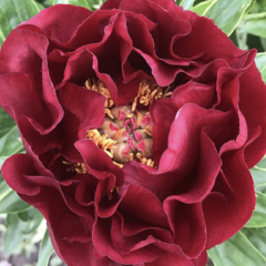 Pivoňka bělokvětá 'Old Faithful' - Paeonia lactiflora 'Old Faithful'