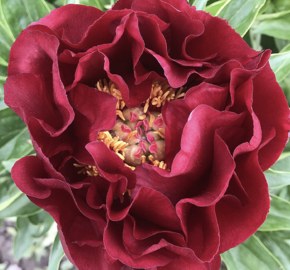 Pivoňka bělokvětá 'Old Faithful' - Paeonia lactiflora 'Old Faithful'