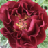 Paeonia lactiflora 'Old Faithful'.png