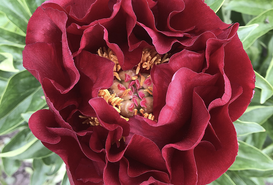 Pivoňka bělokvětá 'Old Faithful' - Paeonia lactiflora 'Old Faithful'